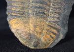 Hoekaspis megacantha (LEANZA 1941) - Bild &copy; FossNet FossilienStore